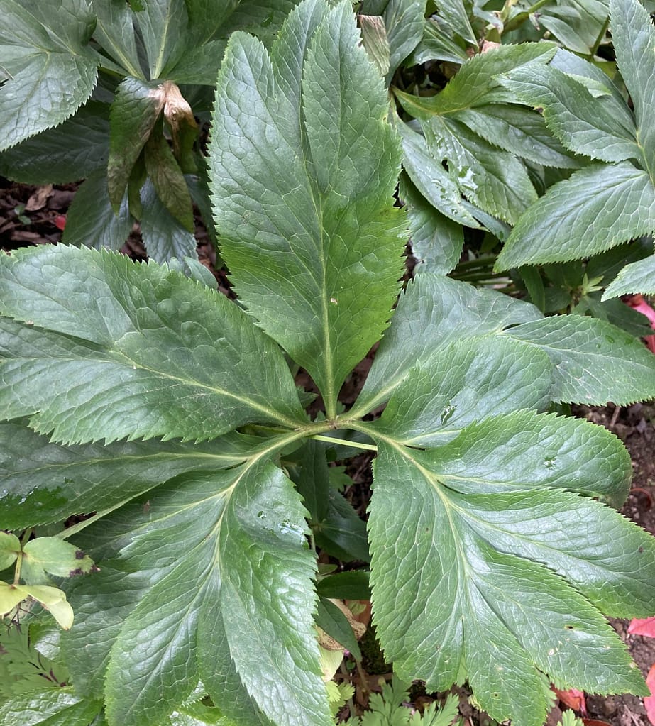 Species hellebores - The Hellebore Garden